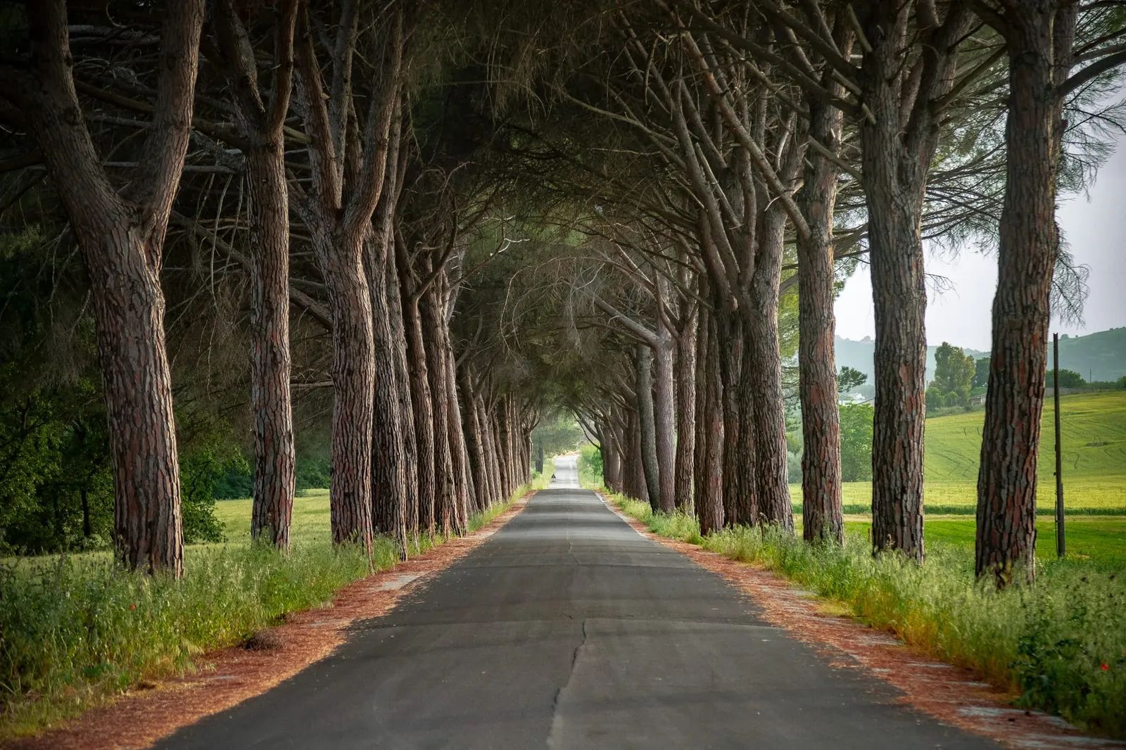 Viale alberato di Calle nei dintorni di Tricarico